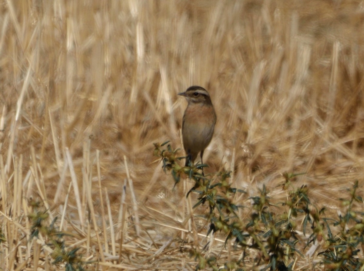 Whinchat - ML646065298