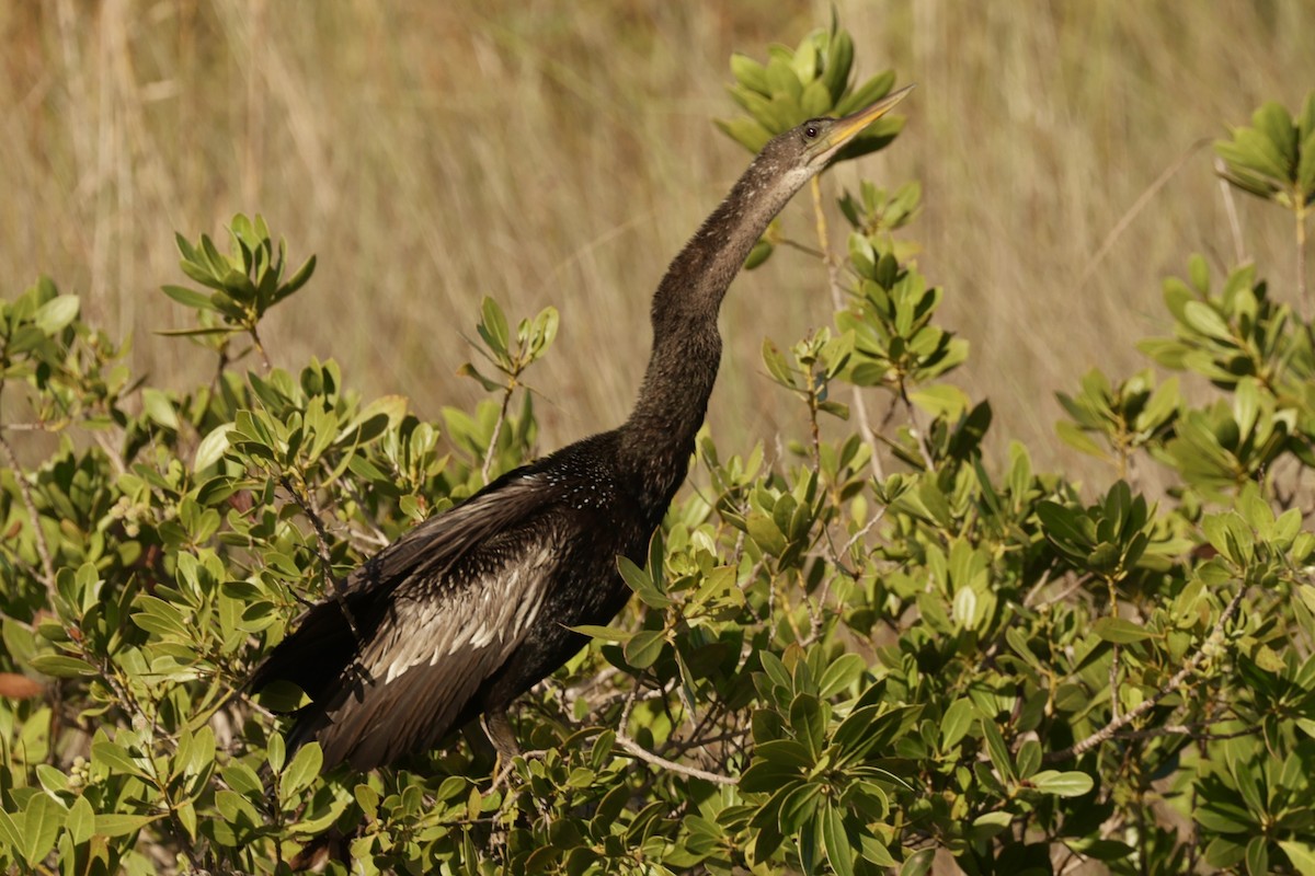 Anhinga - ML646065299