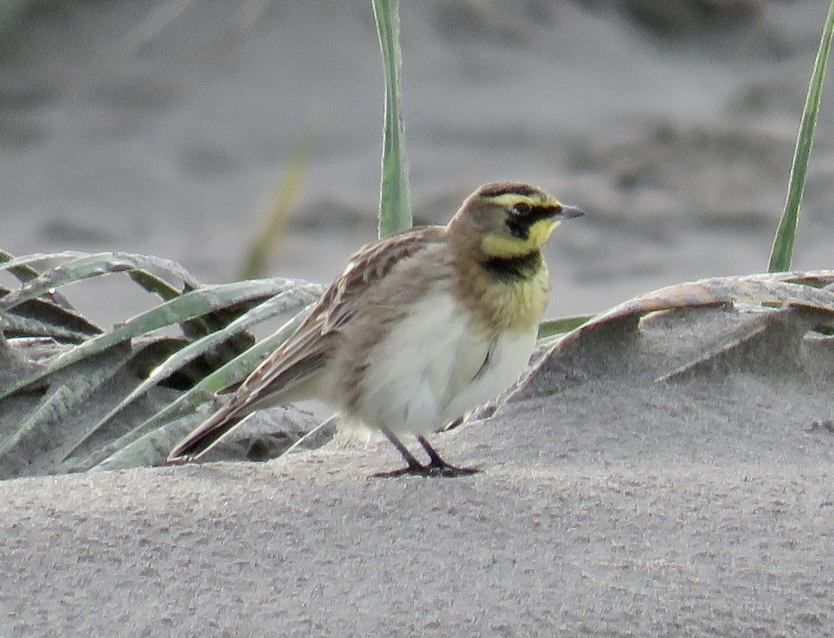 Horned Lark - ML646065300