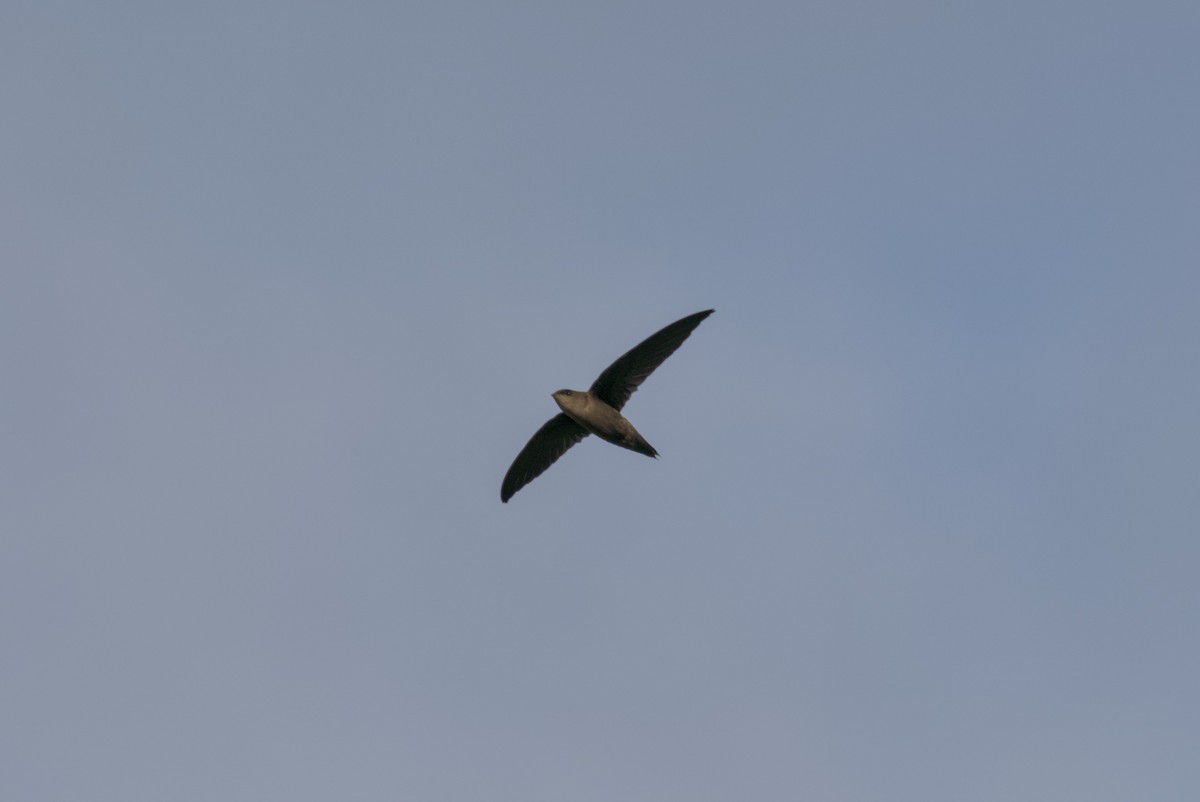 Chimney Swift - ML646065302