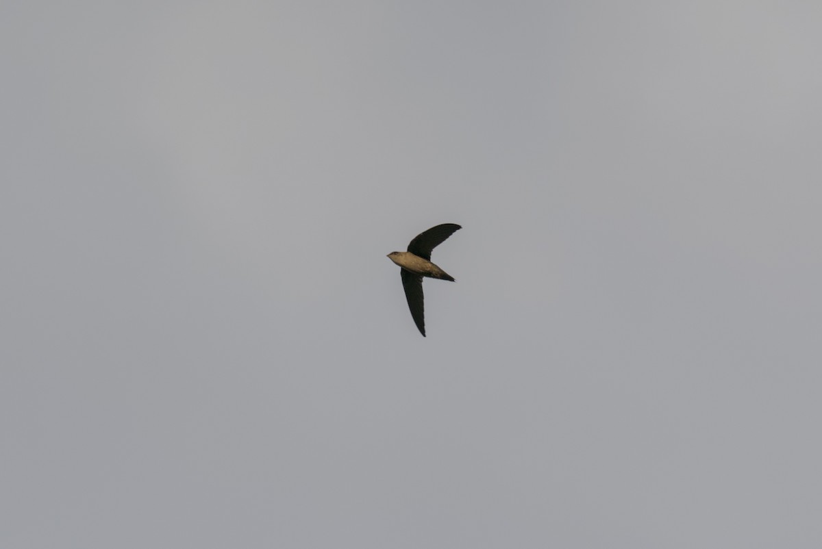 Chimney Swift - ML646065303
