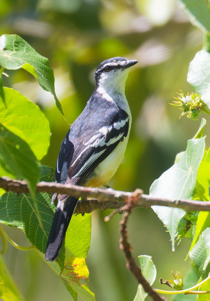 Varied Triller - ML646065308