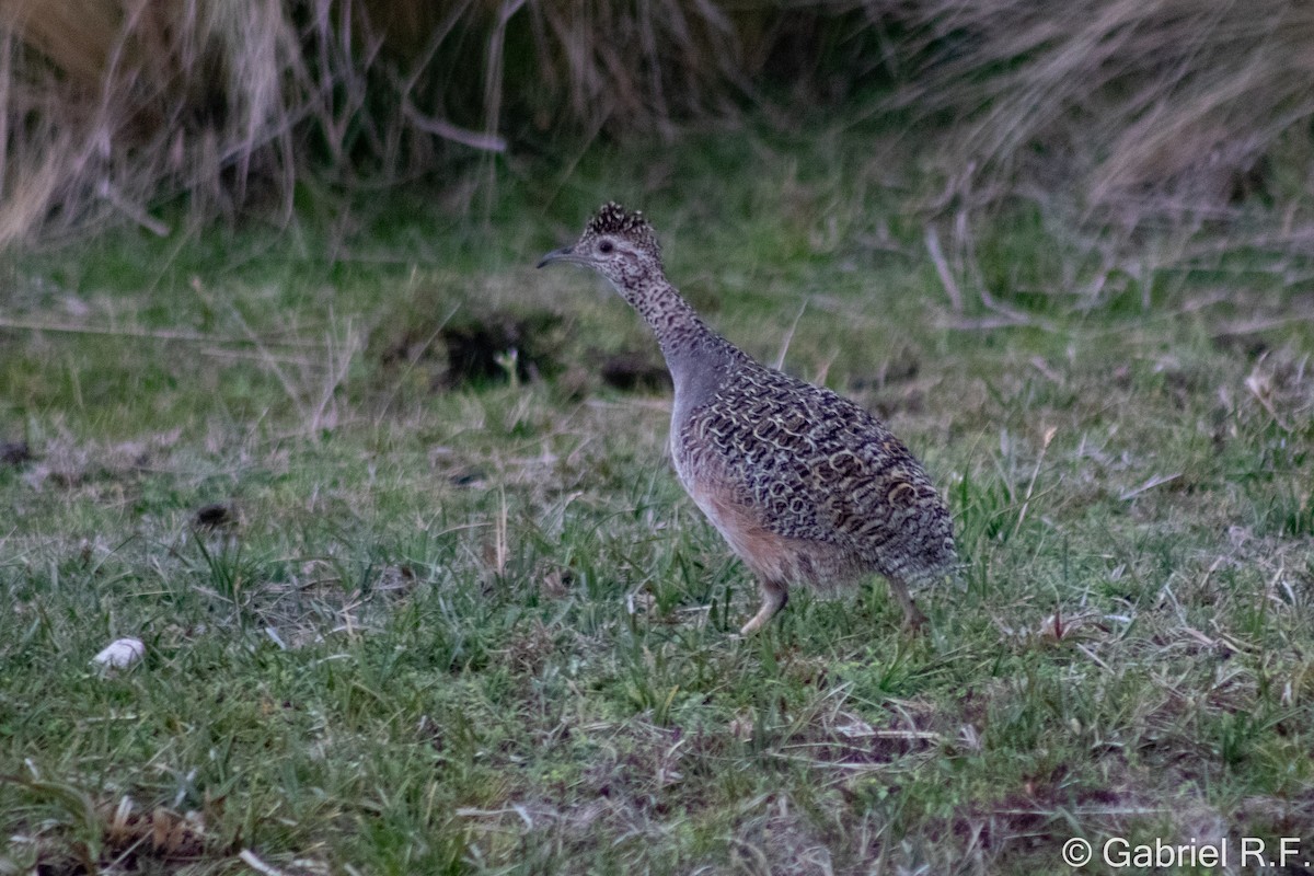 Ornate Tinamou - ML646065309