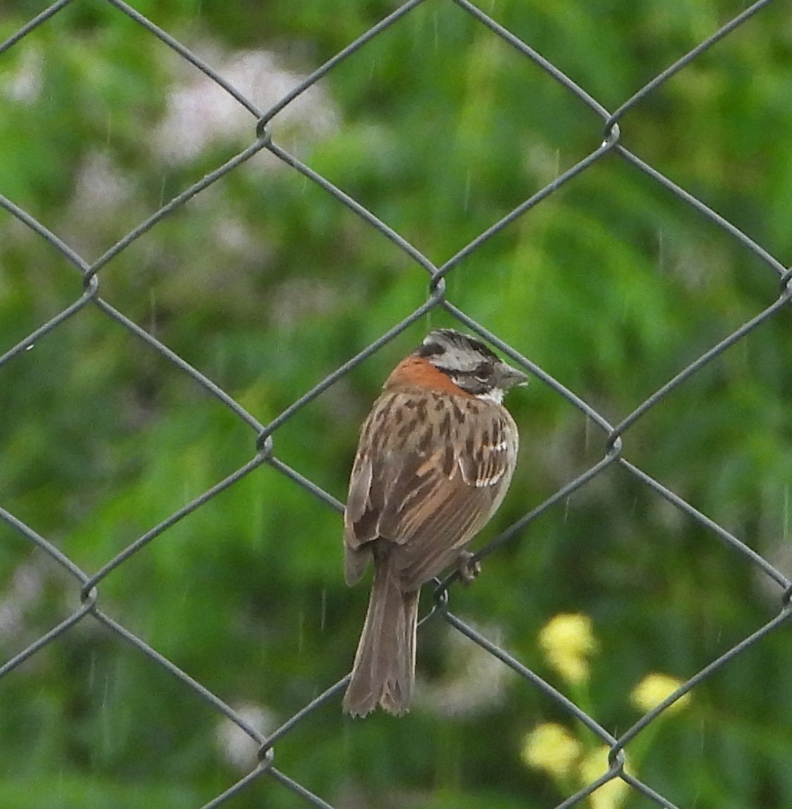 Kızıl Enseli Serçe - ML646065312