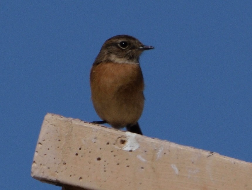 European Stonechat - ML646065315
