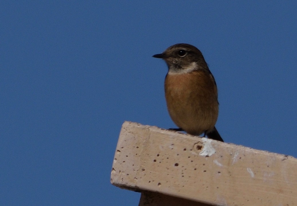 European Stonechat - ML646065316