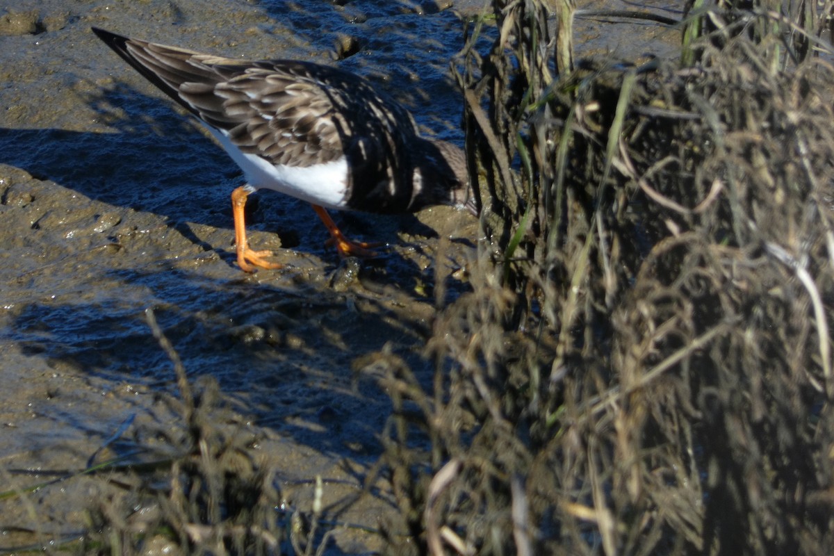 Ruddy Turnstone - ML646065317