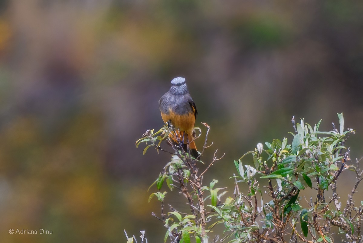 Red-rumped Bush-Tyrant - ML646065323