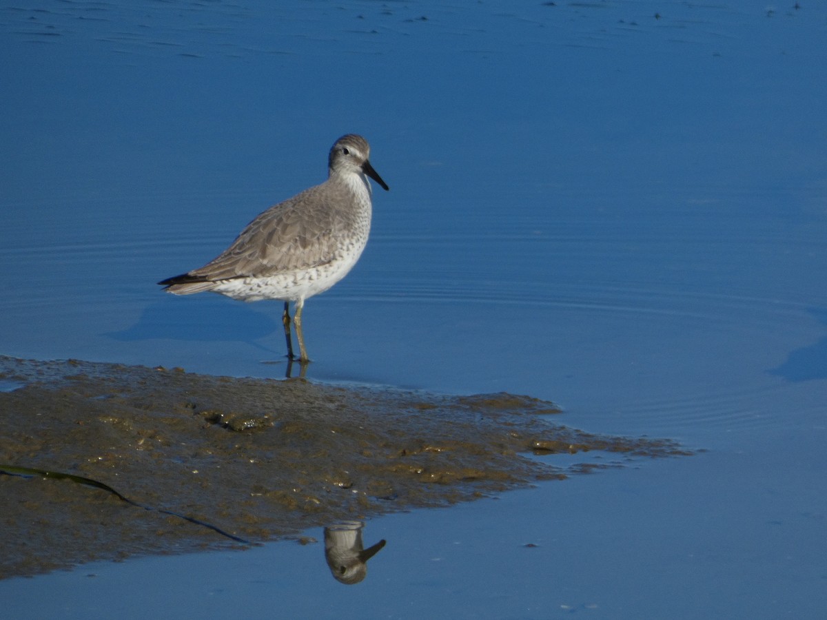 Red Knot - ML646065324