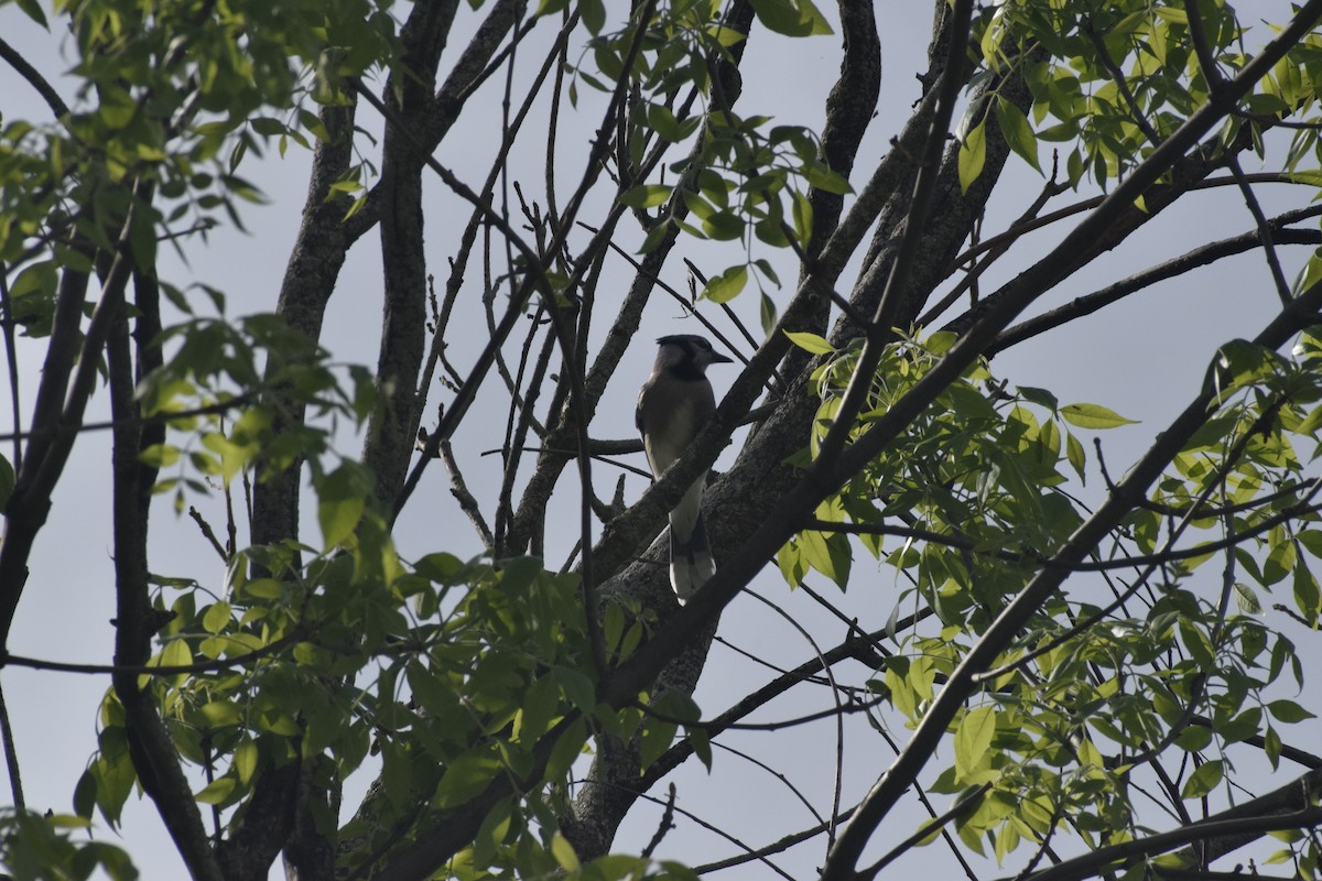 Blue Jay - ML646065325