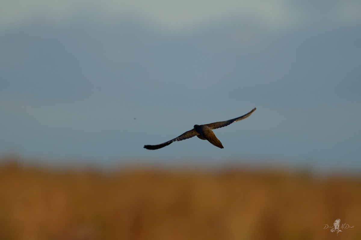 Mourning Dove - ML646065326