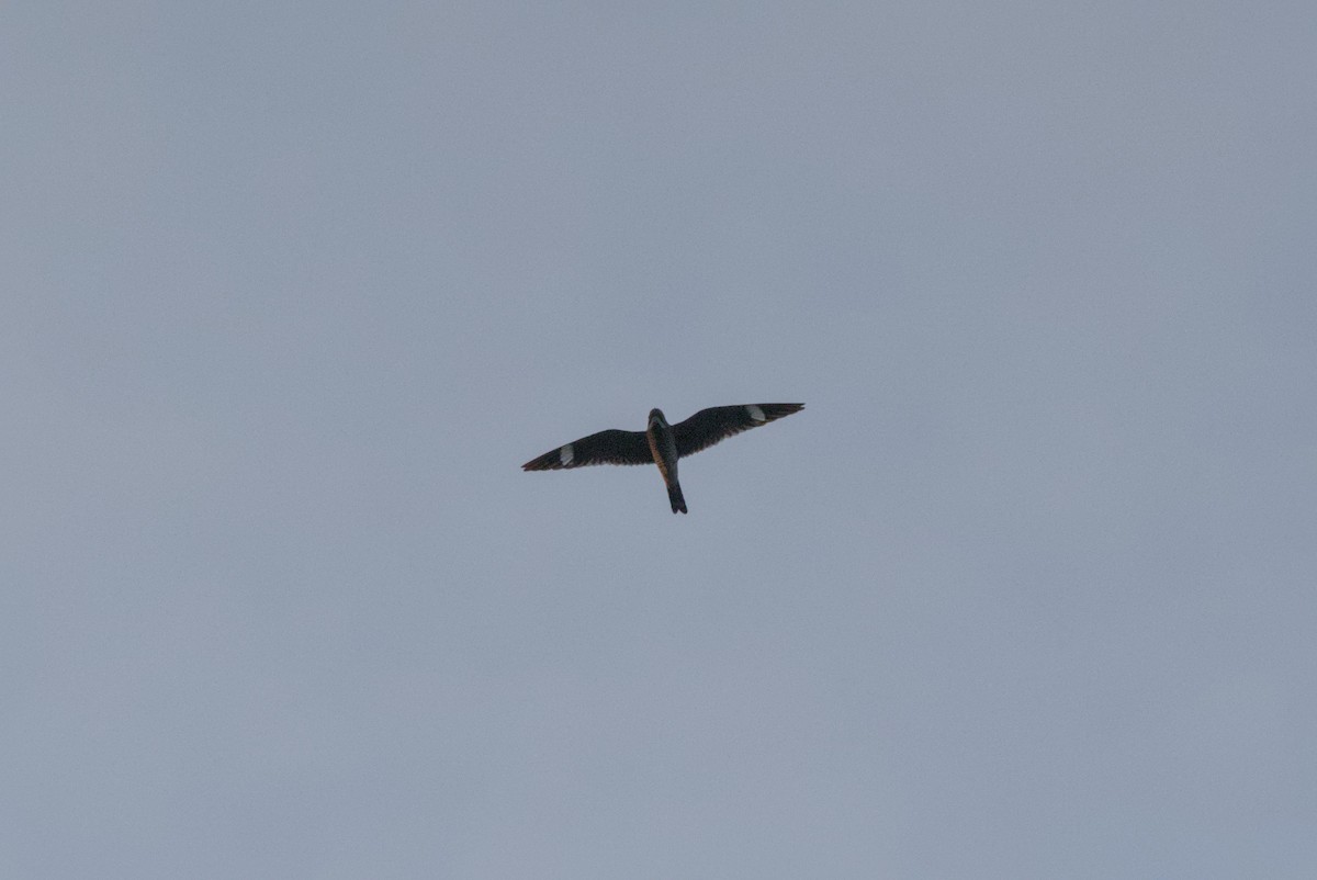 Common Nighthawk - ML646065327