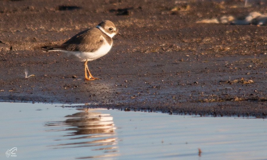 Common Ringed Plover - ML646065328