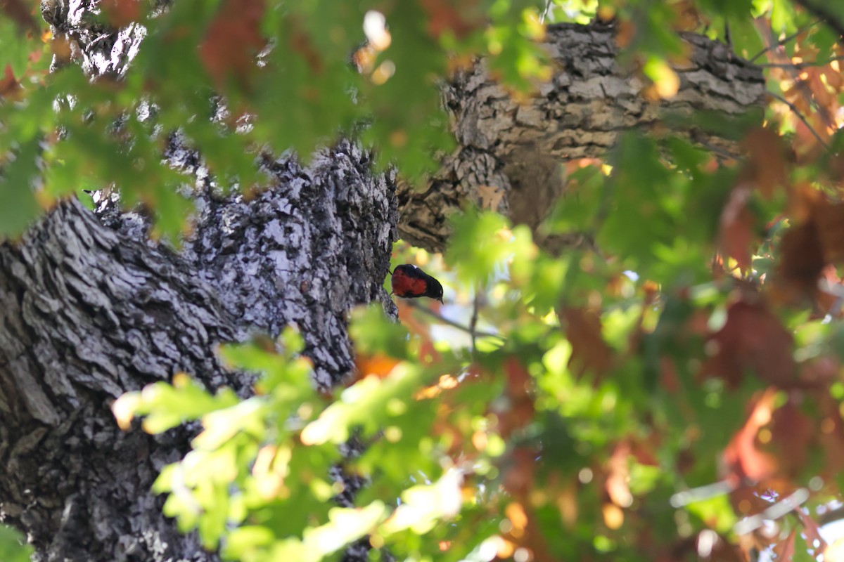 Painted Redstart - ML646065331