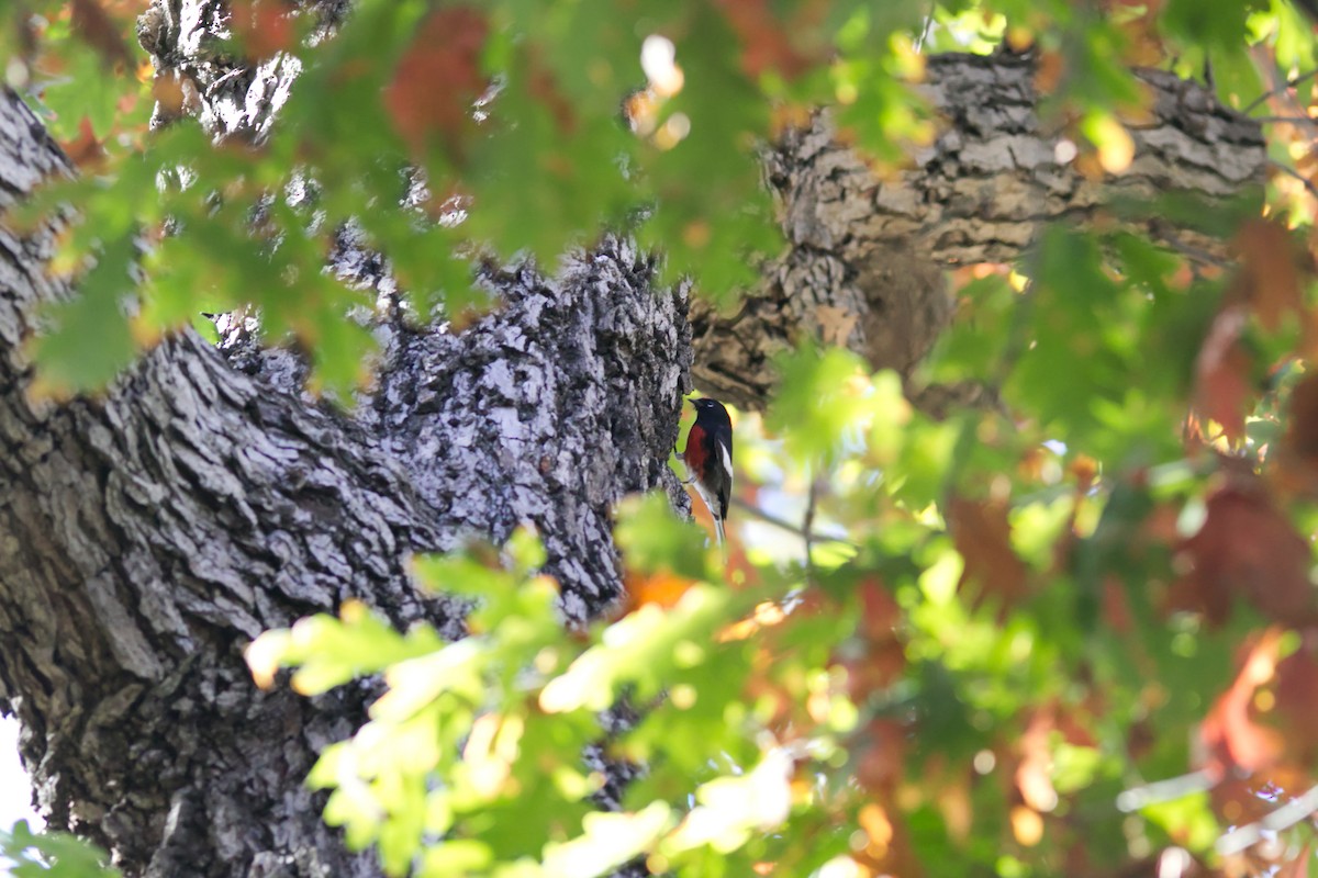 Painted Redstart - ML646065332