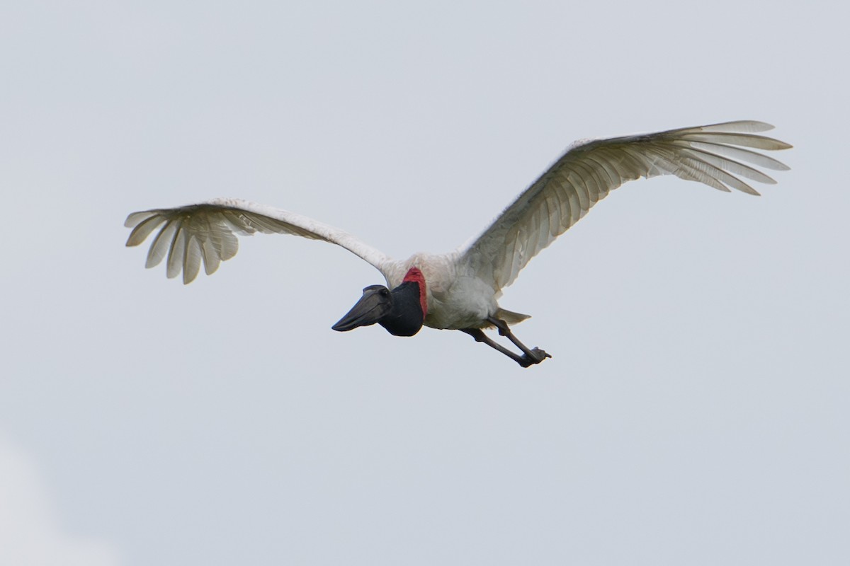 Jabiru - ML646065334