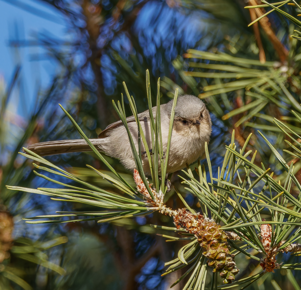 Bushtit - ML646065335