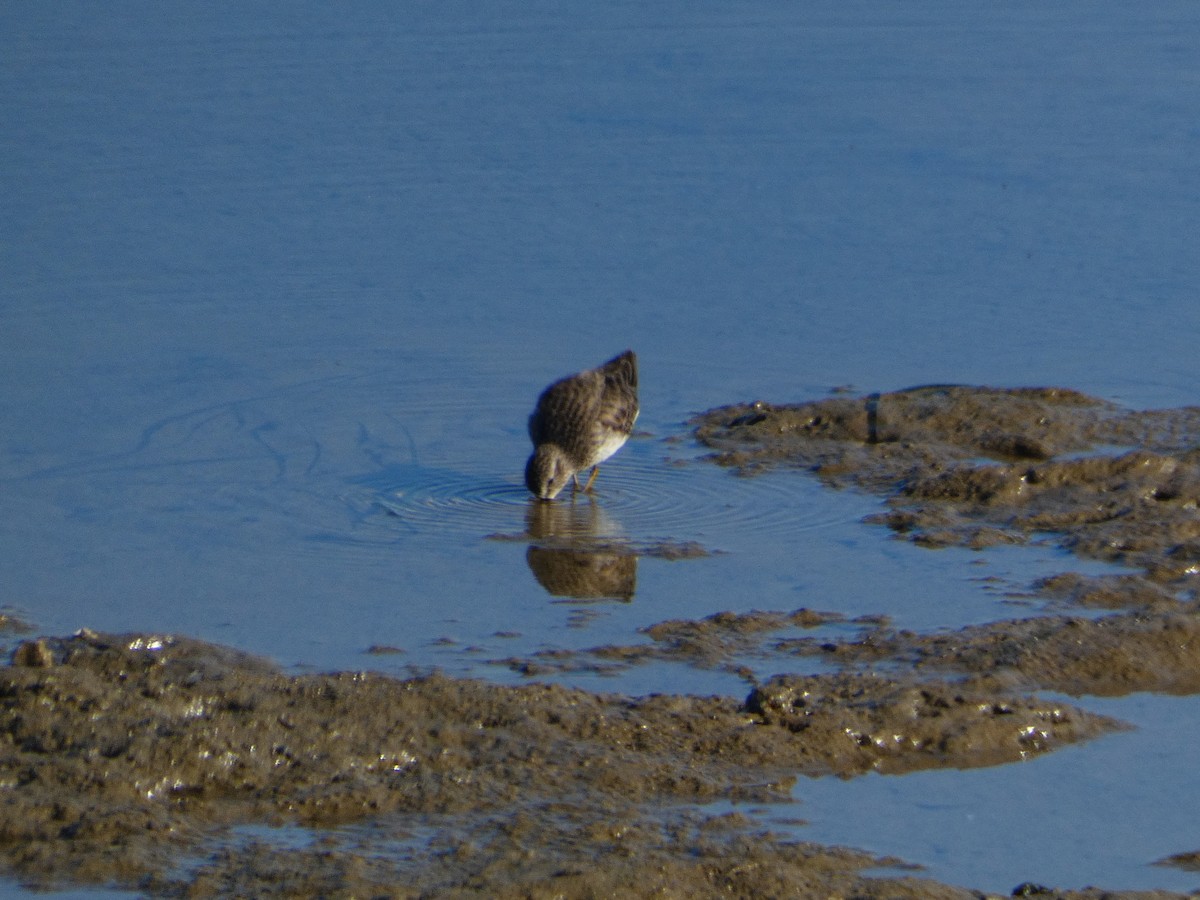 Least Sandpiper - ML646065336