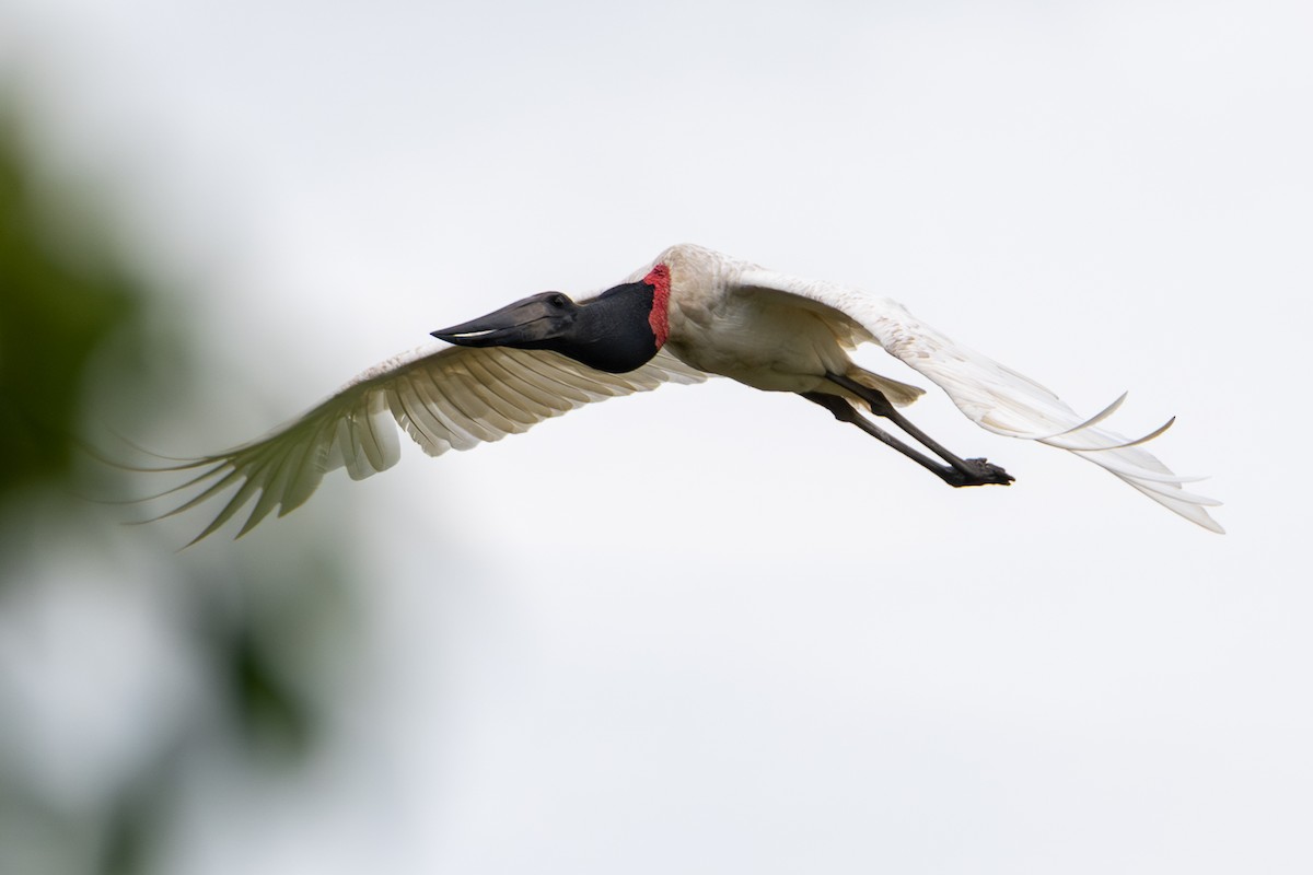 Jabiru - ML646065337