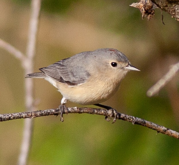 Lucy's Warbler - ML646065338