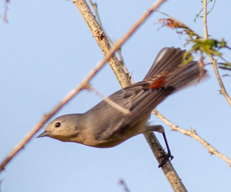 Lucy's Warbler - ML646065339