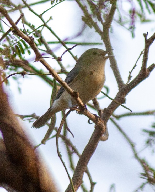 Lucy's Warbler - ML646065340
