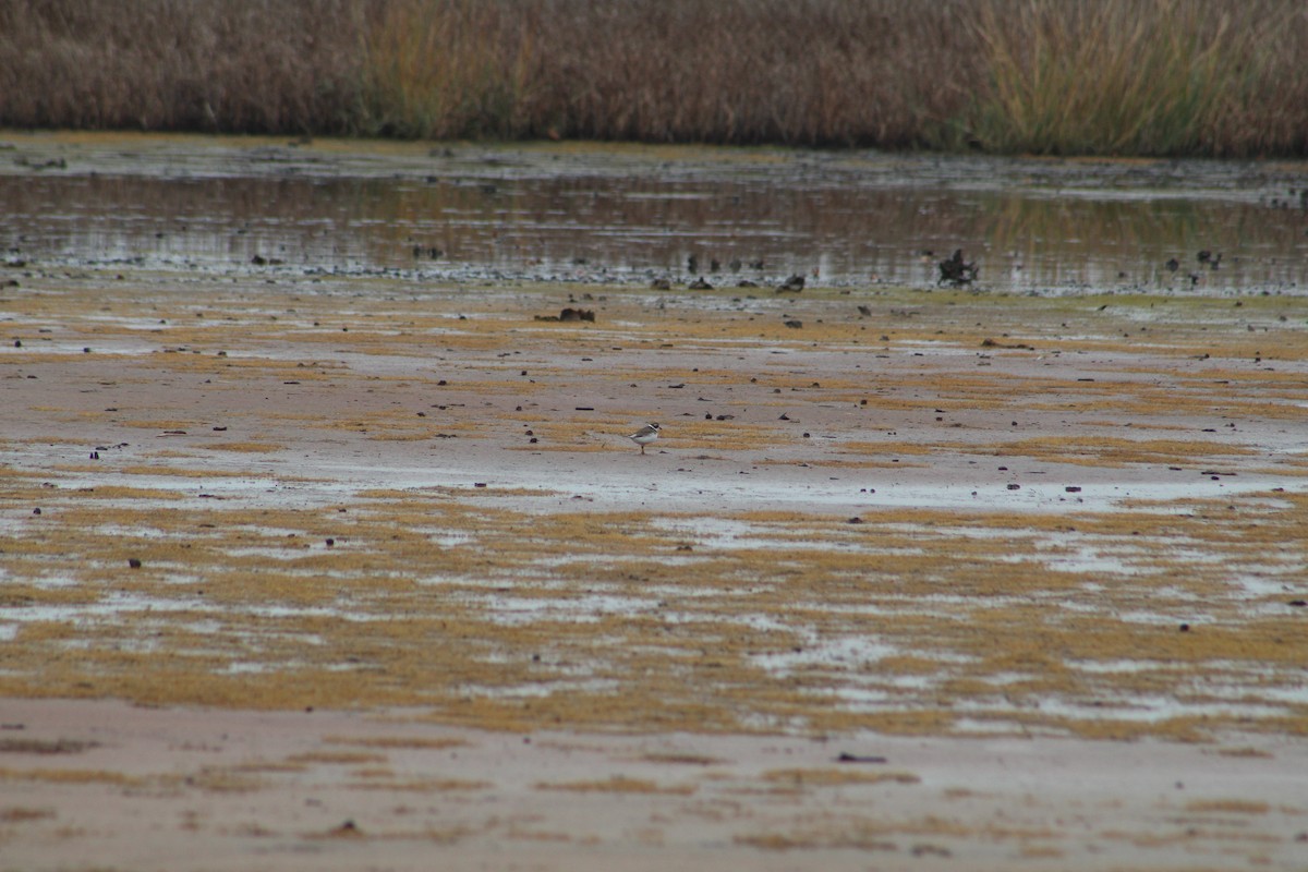 Semipalmated Plover - ML646065341
