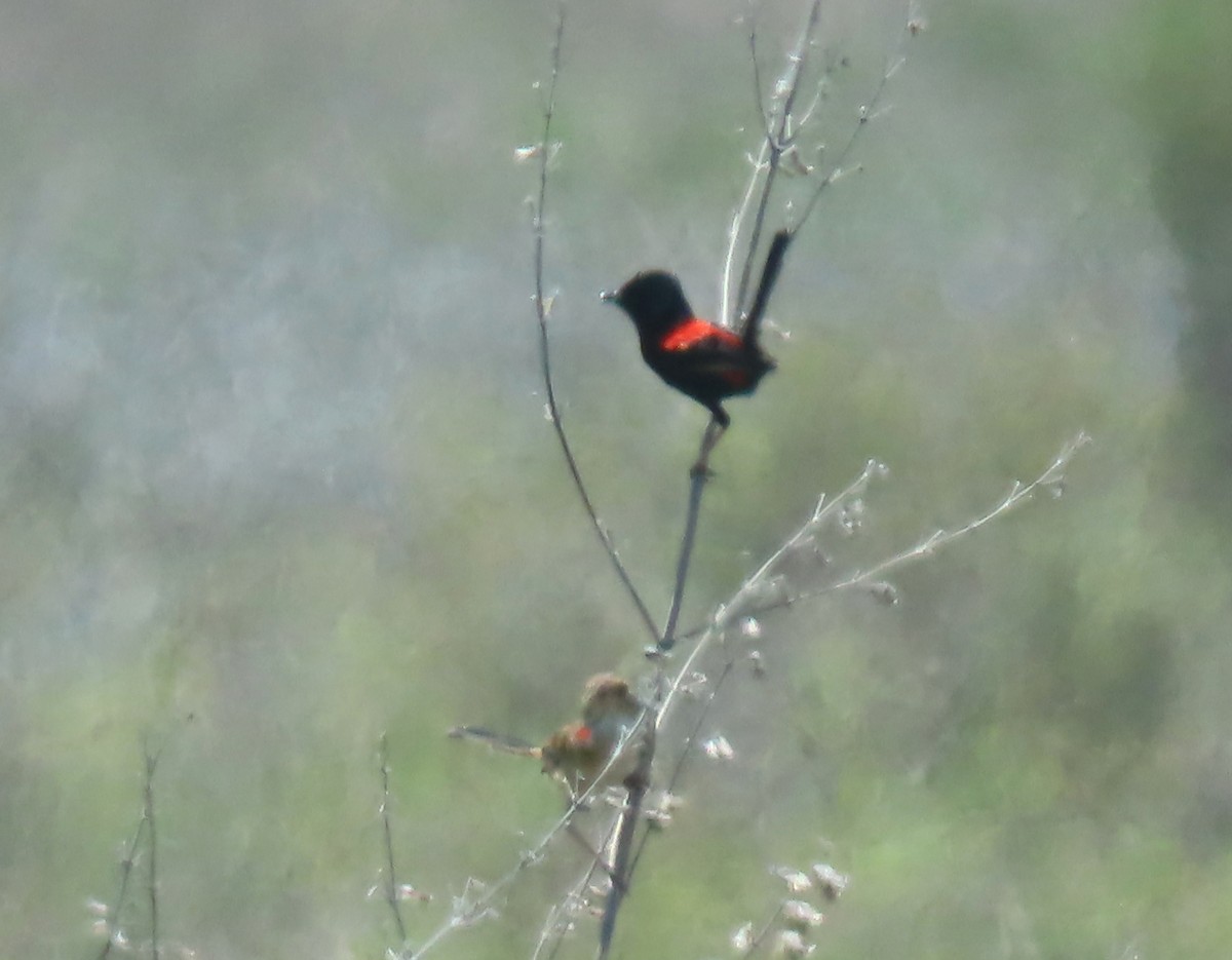 Red-backed Fairywren - ML646065342