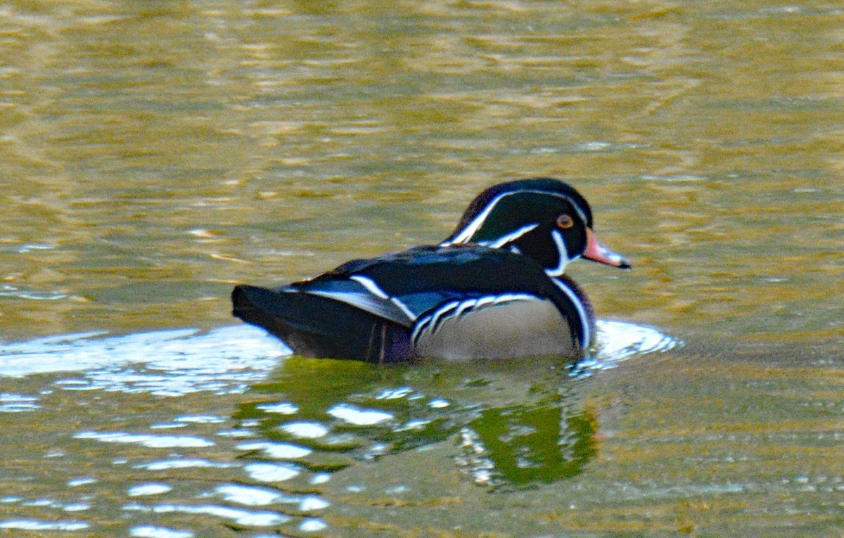 Ahate karolinarra - ML646065343