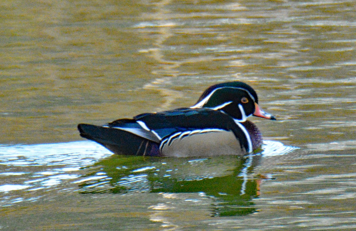 Ahate karolinarra - ML646065344