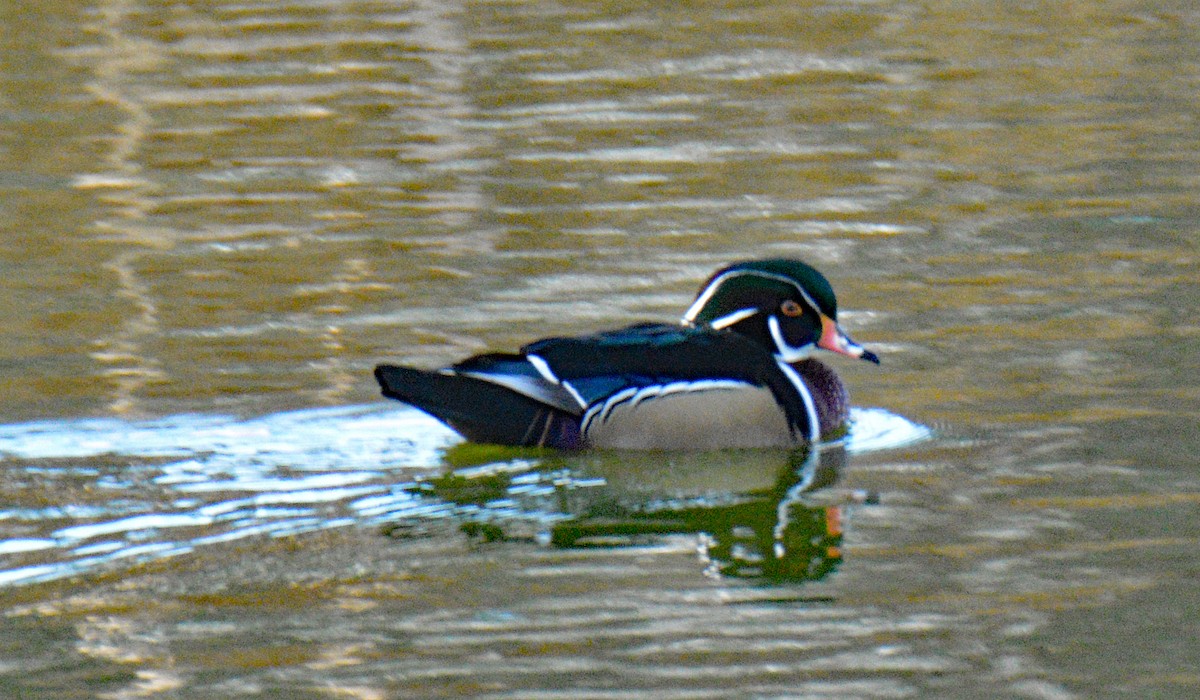 Ahate karolinarra - ML646065345