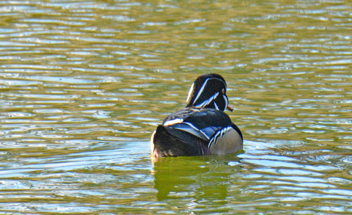 Ahate karolinarra - ML646065346