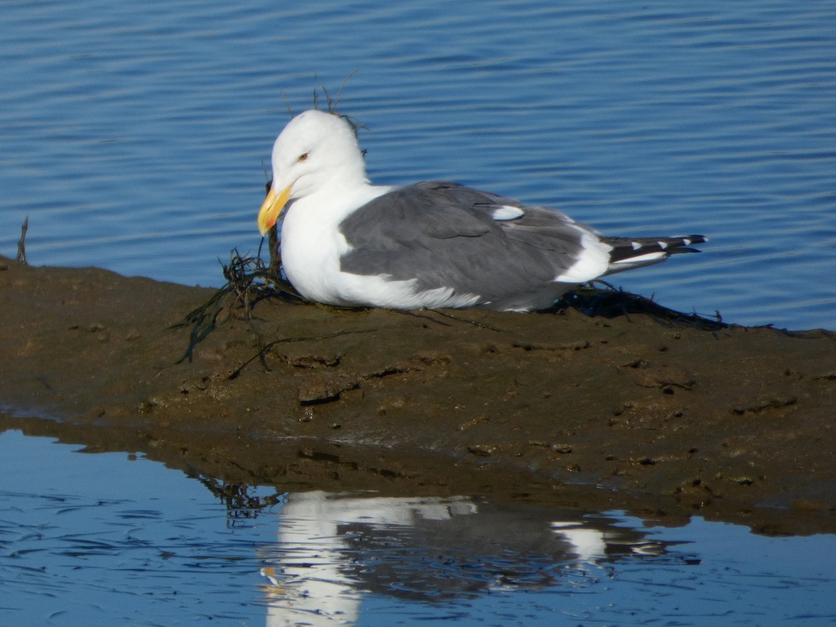 Western Gull - ML646065348