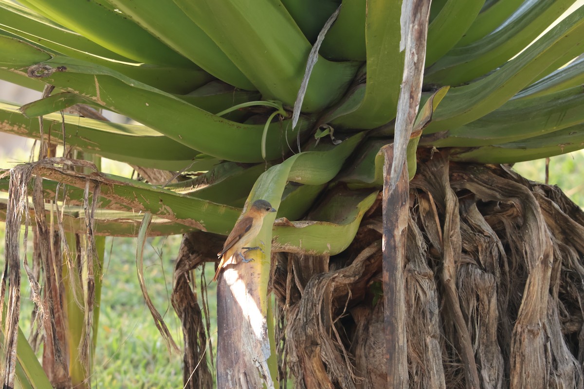 White-winged Becard - ML646065349