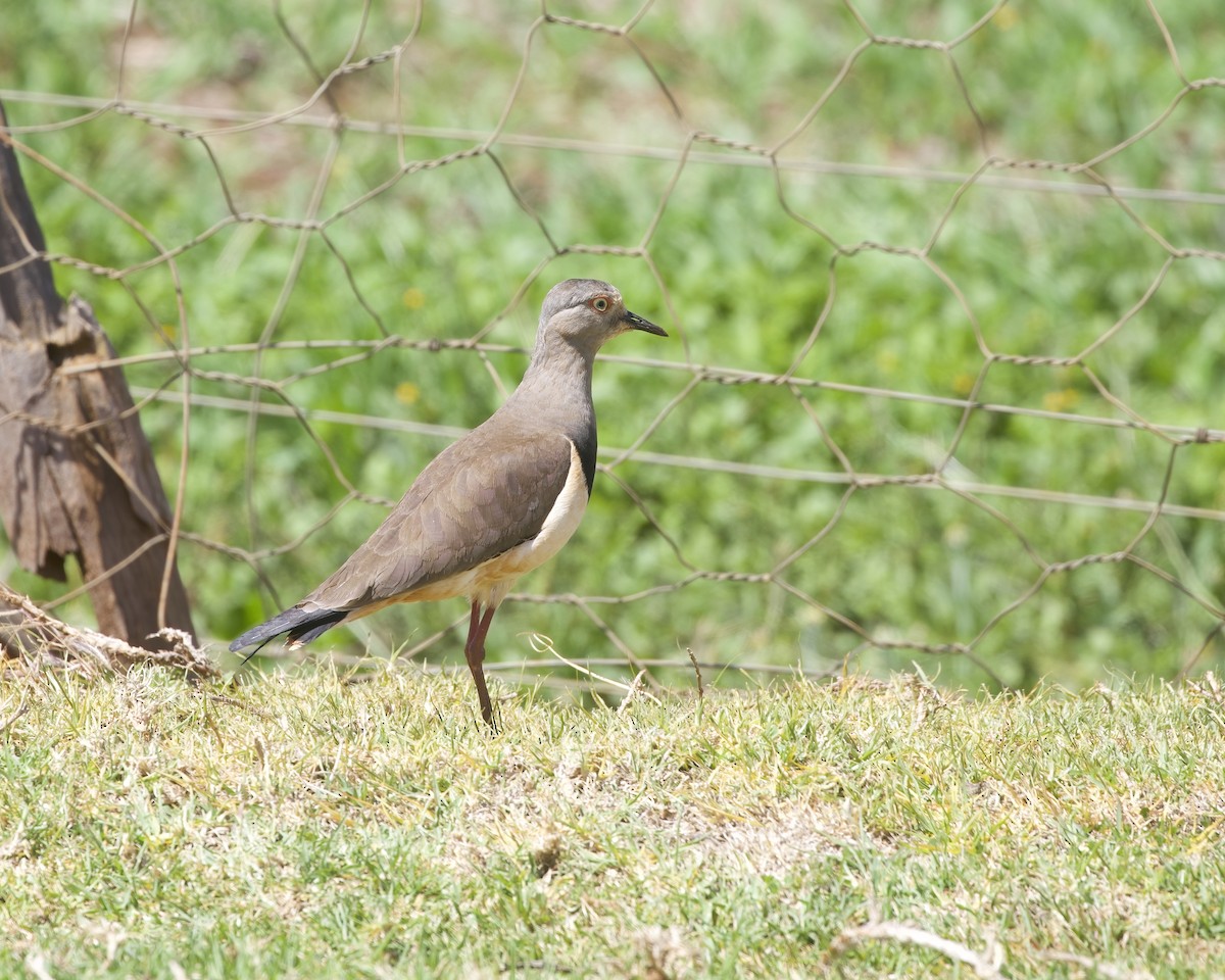 Black-winged Lapwing - ML646065350
