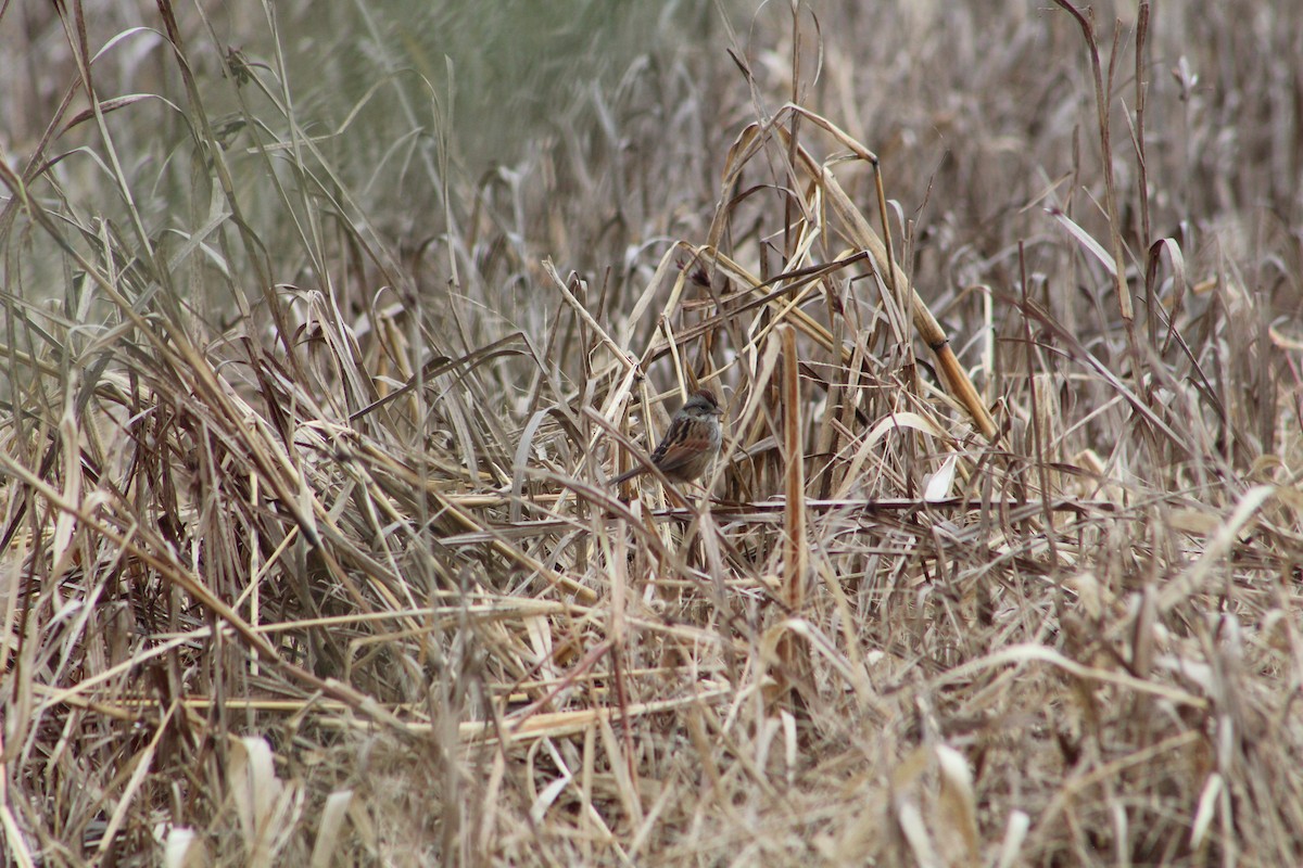 Swamp Sparrow - ML646065351