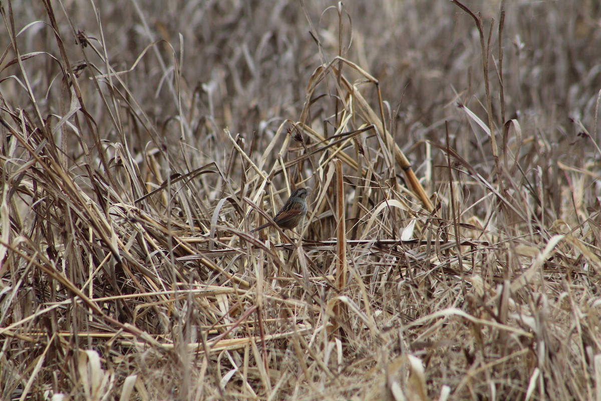 Swamp Sparrow - ML646065352