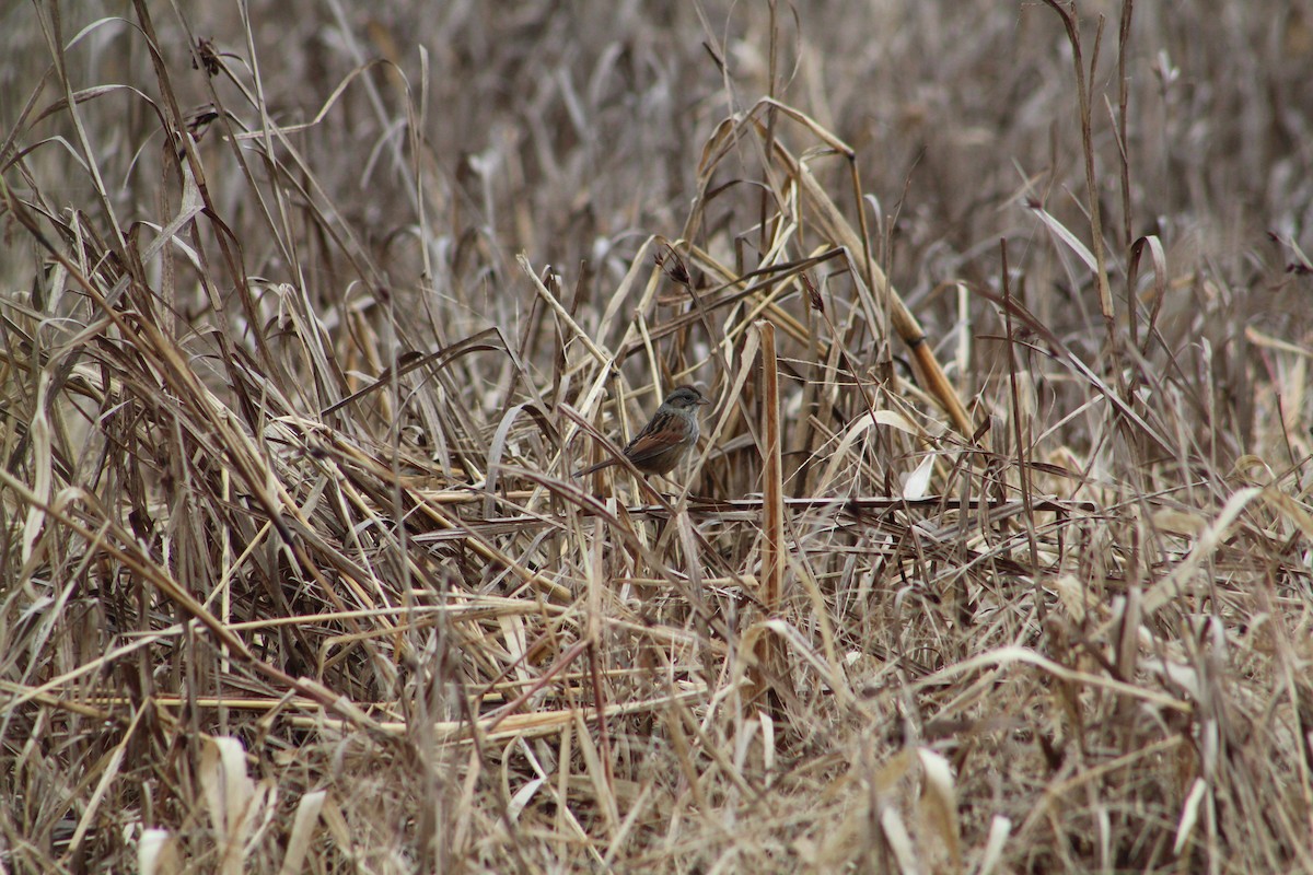 Swamp Sparrow - ML646065353