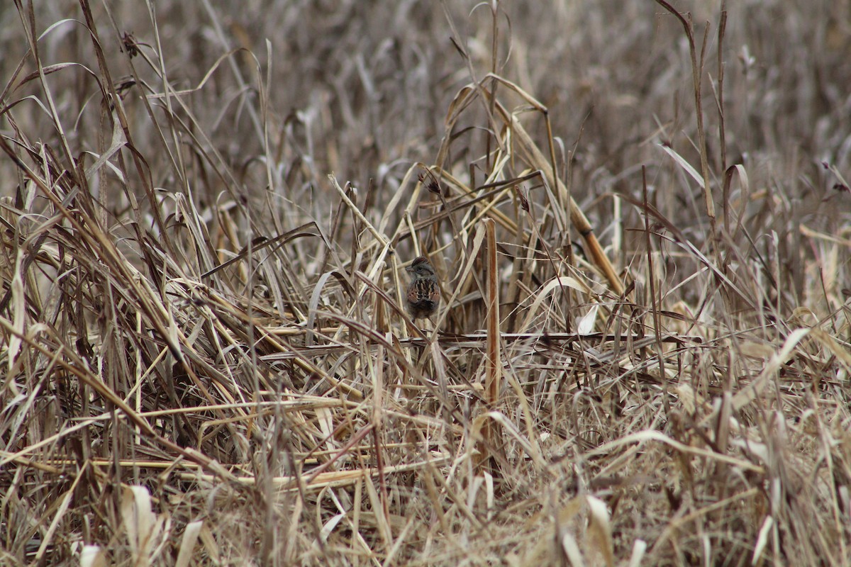 Swamp Sparrow - ML646065354