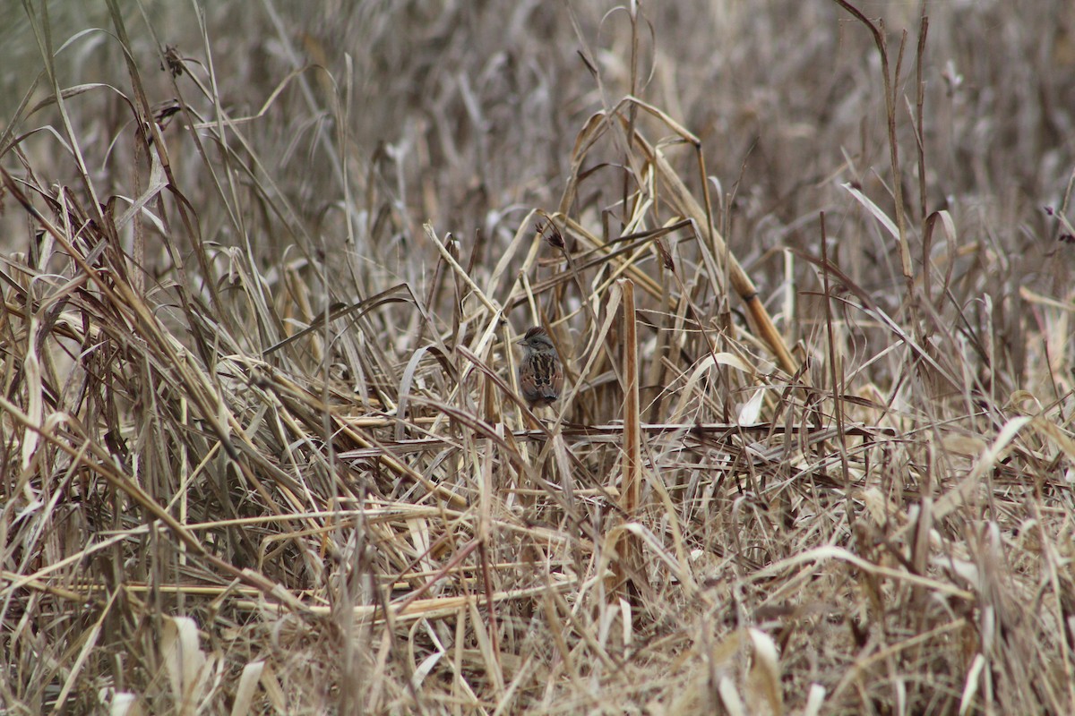 Swamp Sparrow - ML646065355