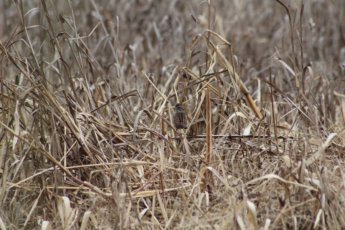Swamp Sparrow - ML646065356