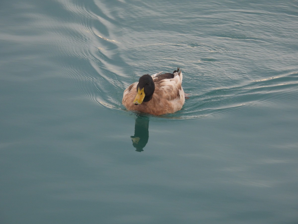 Mallard (Domestic type) - ML646065359