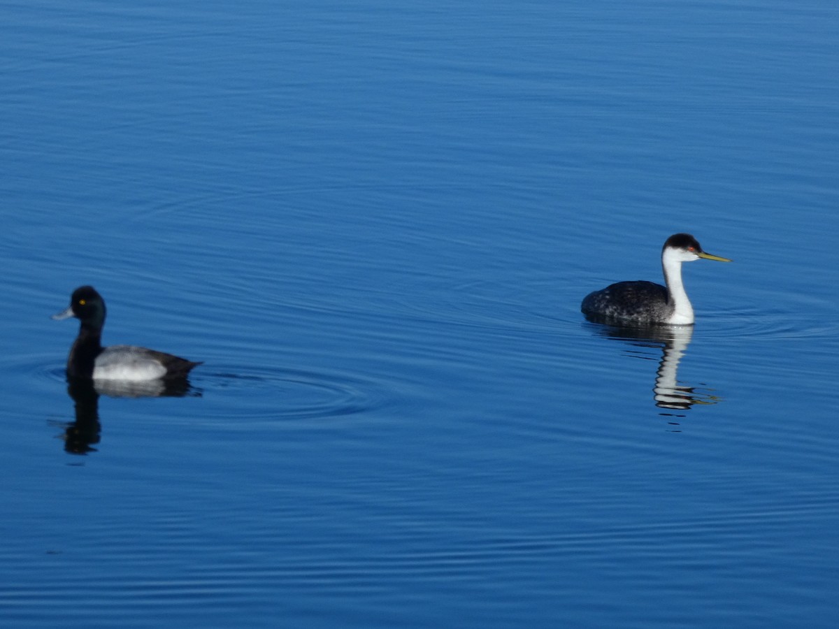Western Grebe - ML646065361