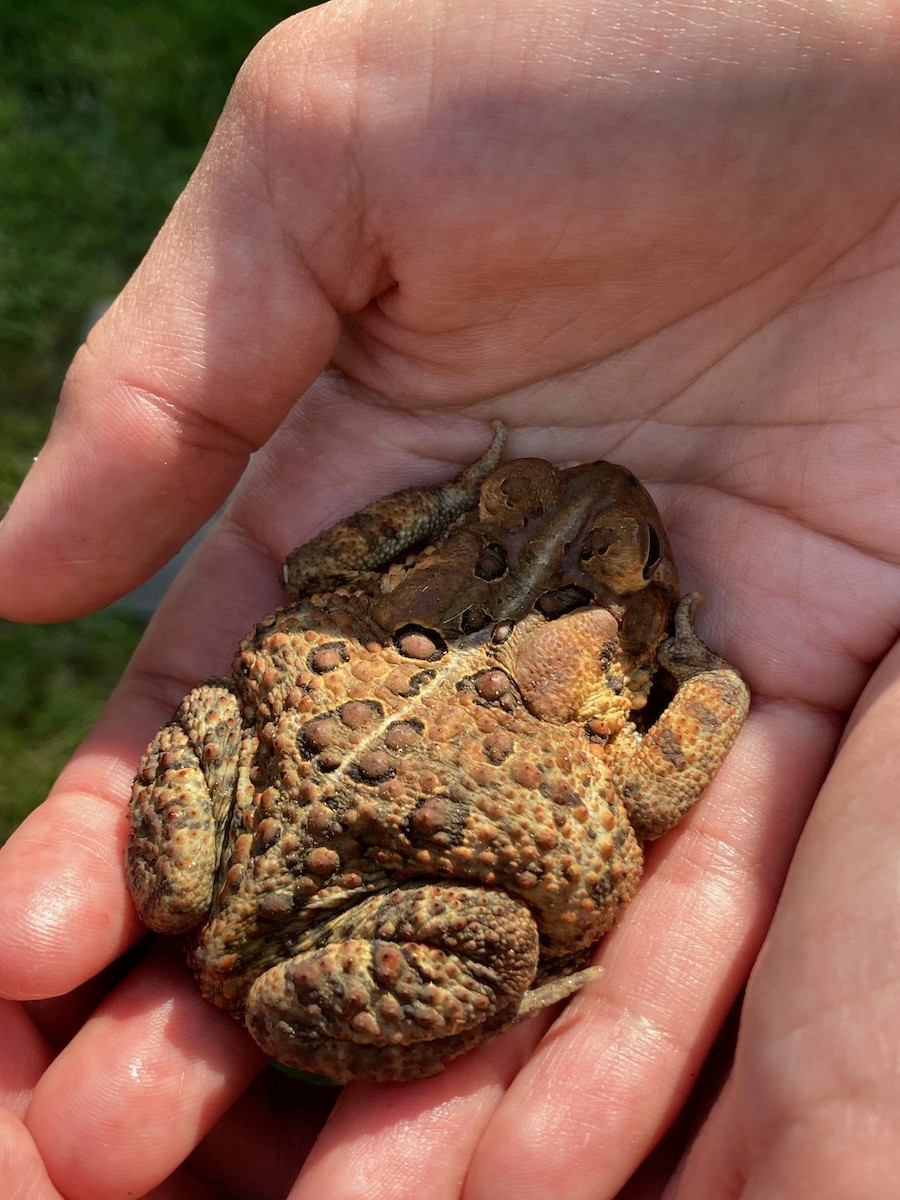 Animals - ML646065378