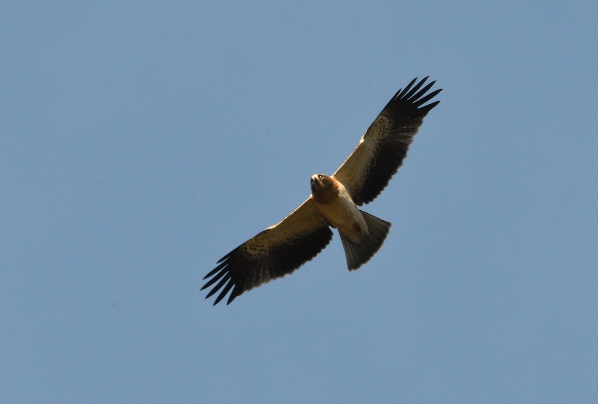 Booted Eagle - ML646065393
