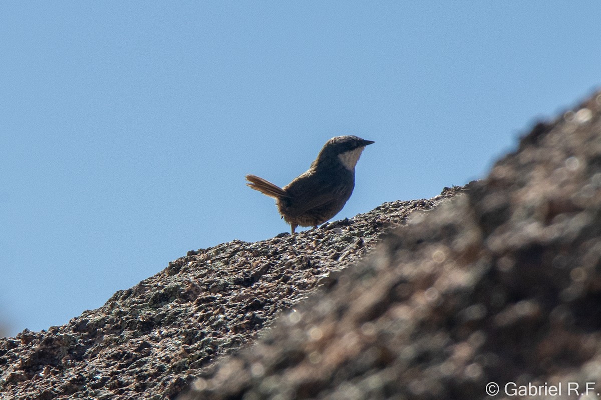 White-browed Tapaculo - ML646065395