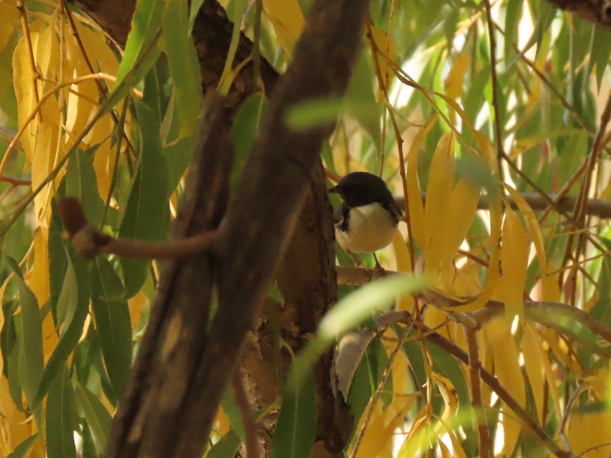 Black-throated Blue Warbler - ML646065397