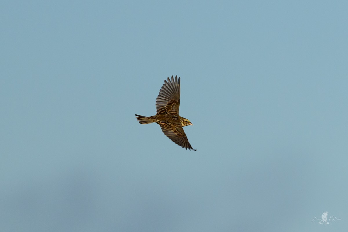 Savannah Sparrow - ML646065400