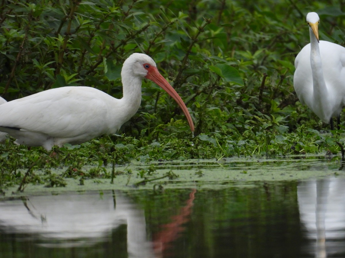 Ibis blanc - ML646065401