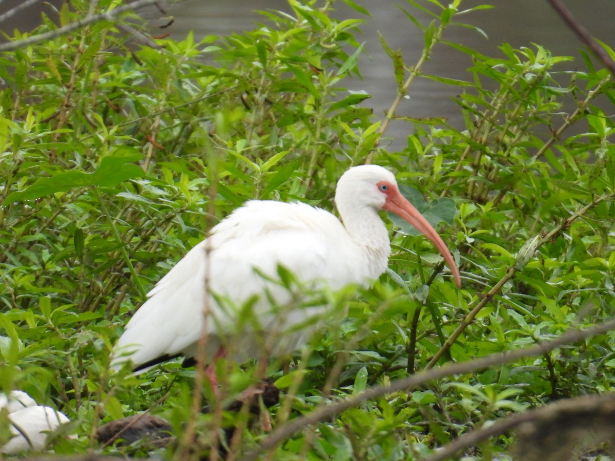 Ibis blanc - ML646065402